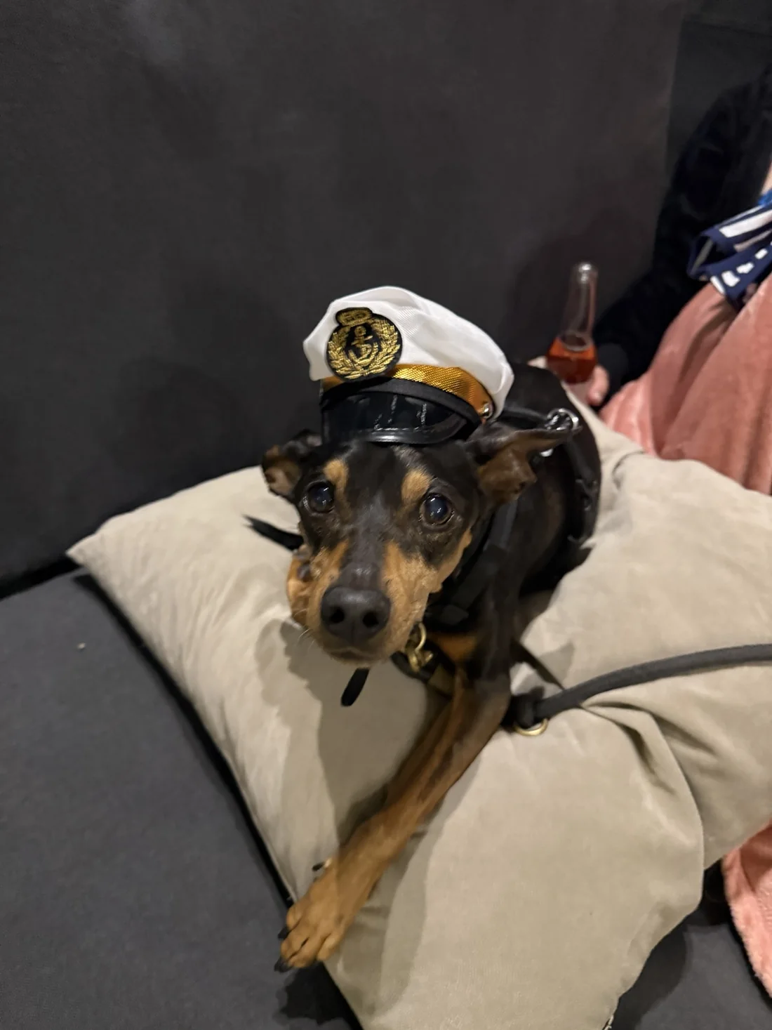 Anton der Zwergpinscher